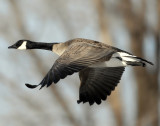 Goose Canada D-045.jpg