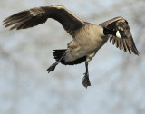 Goose Canada D-046.jpg