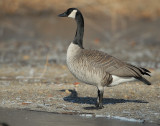Goose, Canada D-052.jpg