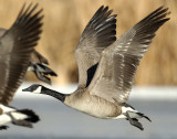Goose, Canada D-040.jpg