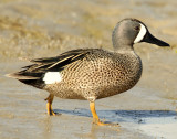 Teal, Blue-winged (Male)