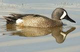 Teal, Blue-winged (Male)
