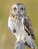 Owl Shot-eared D-141.jpg