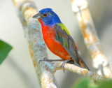 Bunting, Painted (Male)