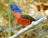 Bunting, Painted (Male)