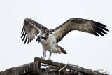 Osprey