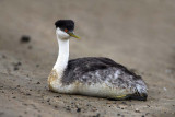 Western Grebe