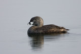 Pied-billed Grebe (Adult breeding)