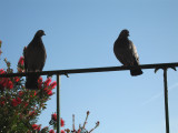 Pilgrim watchers
