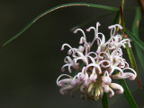 Grevillea