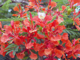 Flame Tree Flower
