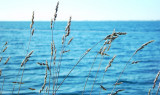 Blue Sea