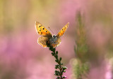 Mindre Guldvinge (Lycaena phlaeas), Skåne