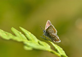 Puktörneblåvinge (Polyommatus icarus), Uppland