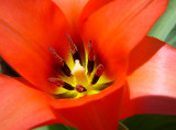 In Bloom