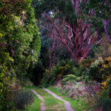 27 August 07 - A forest walk with painterly effects