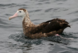 antipodensis Wandering Albatross