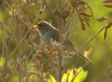 Slender-billed Finch
