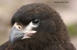 Striated Caracara
