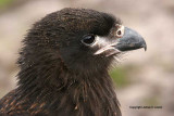 Striated Caracara