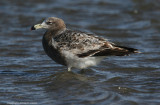 Olrog's Gull