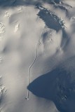 Coleman Glacier: Avalanche Triggered By Icefall (MtBaker032707-_036.jpg)