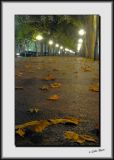 Leaves_DS26492.jpg