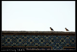 Birds on Wall, Friday Mosque