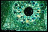 Chandelier, Holy Shrine