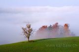 Nebel / Fog (9267)