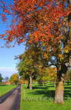 Herbstlaub (5572)