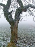 Baum / Tree (04360)