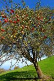 Apfelbaum (60915)