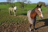 Pferde / Horses (60841)