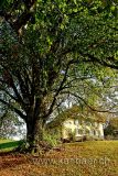 Baum / Tree (60815)