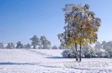 Birken / Birch Trees (8787)