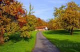 Weg mit Baeumen (5809)