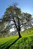 Baum (60264)