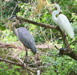 The Great Blue & Great White chatting after lunch