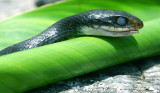 our friendly BlackSnake sunns himself regularly