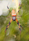 a beautiful 5 inch Mrs Golden Silk Spider in the yard + Smaller Male in the backround !!