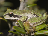 Tasmanian Tree Frog, Saganura burrowsae