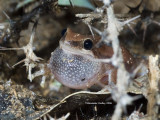 Desert tree Frog, Colleeneremia rubella