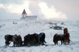 Einn á verði rétt eins og hjá gæsunum.
