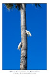White cockatoos in palm tree