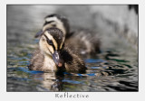 Reflective