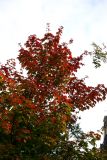 Maple Tree Foliage