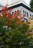 Maple Tree & NYU Education Building