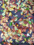 Mostly Crab Apple Tree Foliage
