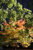 Maple Tree Foliage